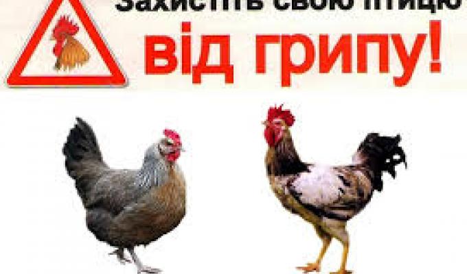 Обережно: грип птахів Обережно: грип птахів