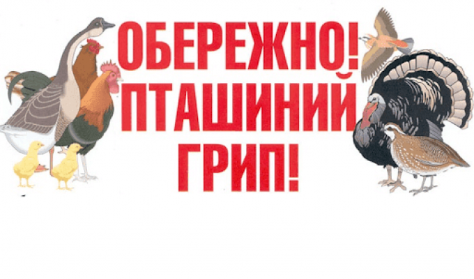 Увага! Грип птиці! Увага! Грип птиці!