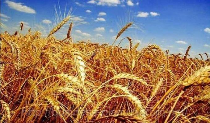 Сватівчани отримали обласні відзнаки до Дня фермера Сватівчани отримали обласні відзнаки до Дня фермера