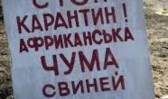 На Сватівщину знову прийшла африканська чума На Сватівщину знову прийшла африканська чума