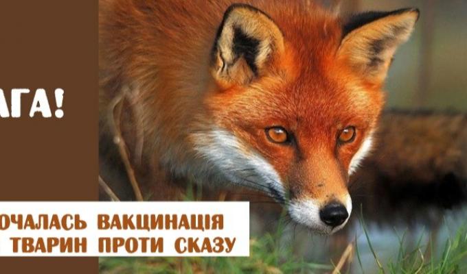 У Сватівському районі буде проведено імунізацію проти сказу У Сватівському районі буде проведено імунізацію проти сказу