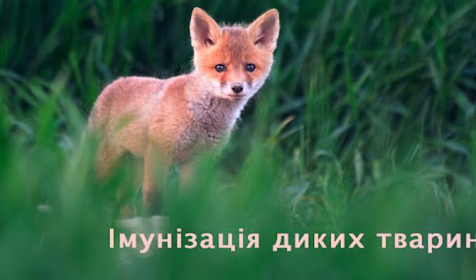 В Сватівському районі завершилася компанія з пероральної імунізації диких м’ясоїдних тварин проти сказу наземним методом В Сватівському районі завершилася компанія з пероральної імунізації диких м’ясоїдних тварин проти сказу наземним методом