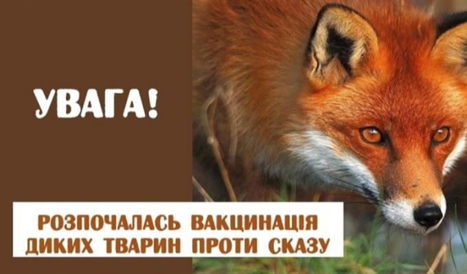 У Сватівському районі буде проведено імунізацію диких м’ясоїдних тварин проти сказу У Сватівському районі буде проведено імунізацію диких м’ясоїдних тварин проти сказу