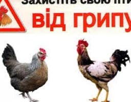 Обережно: грип птахів