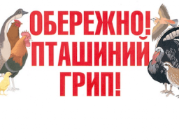 Увага! Грип птиці!