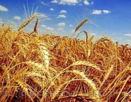Сватівчани отримали обласні відзнаки до Дня фермера