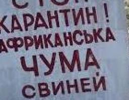 На Сватівщину знову прийшла африканська чума