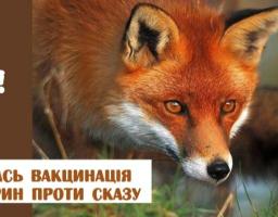 У Сватівському районі буде проведено імунізацію проти сказу