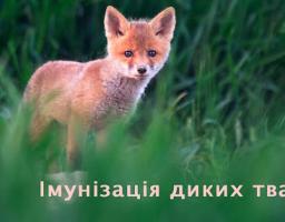В Сватівському районі завершилася компанія з пероральної імунізації диких м’ясоїдних тварин проти сказу наземним методом