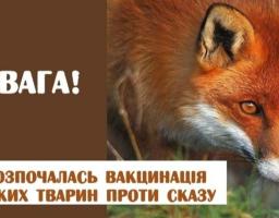У Сватівському районі буде проведено імунізацію диких м’ясоїдних тварин проти сказу 
